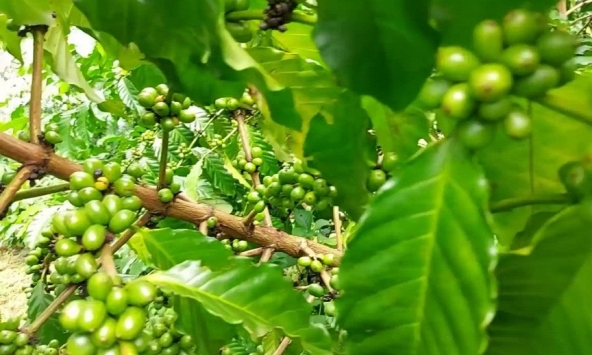 Giá cà phê hôm nay 10/4: Cao nhất 105.000 đồng/kg