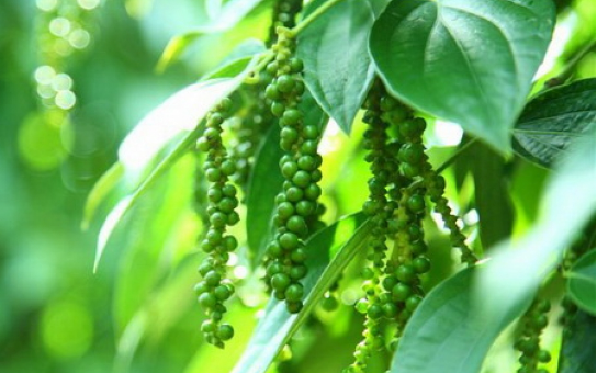 Giá tiêu hôm nay 10/4: Lao dốc