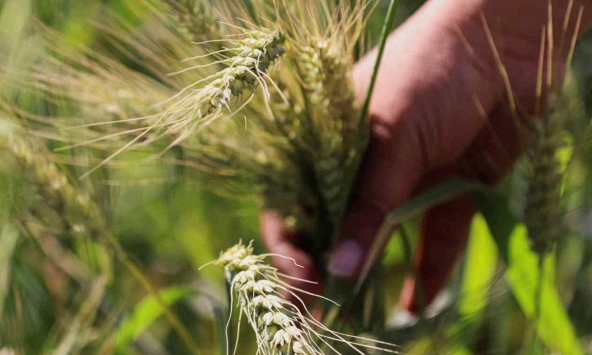 Trung Quốc liên tục hủy các đơn hàng từ Mỹ, Úc... khiến giá lúa mì giảm sâu