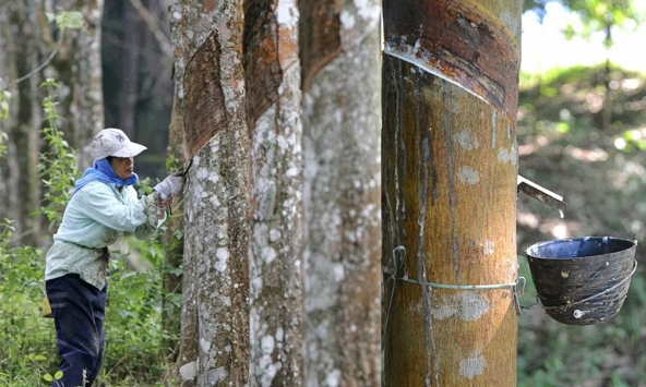 Giá cao su hôm nay 10/4: Biến động trái chiều