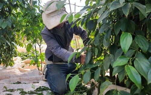 Giá tiêu hôm nay 11/4: Tiếp tục giảm