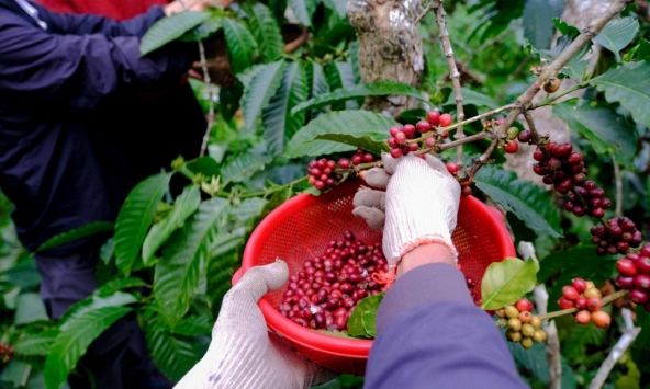 Giá cà phê hôm nay 11/4: Tiếp tục tăng mạnh