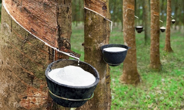 Giá cao su hôm nay 11/4: Biến động trái chiều