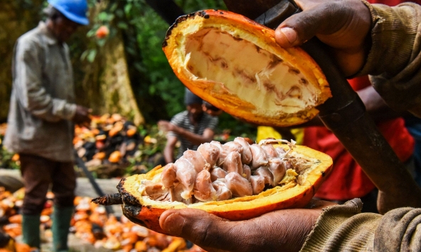 Nông dân châu Phi ồ ạt trồng ca cao khi giá cả tăng vọt