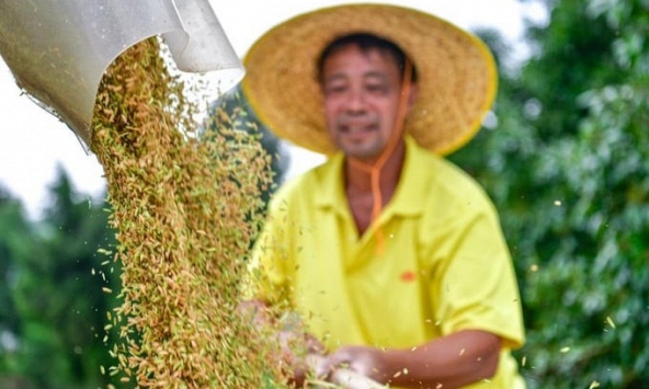 Trung Quốc phát động chiến dịch tăng sản lượng ngũ cốc