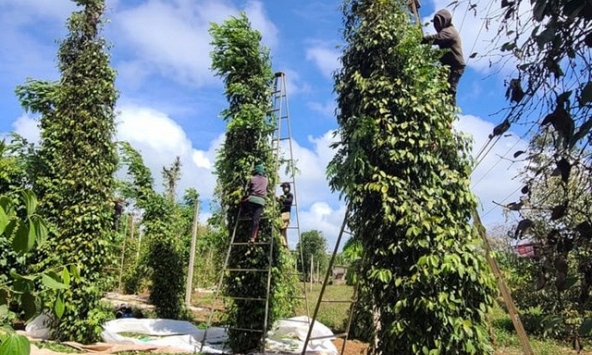 Giá tiêu hôm nay 12/4: Tiếp tục giảm 500 đồng/kg