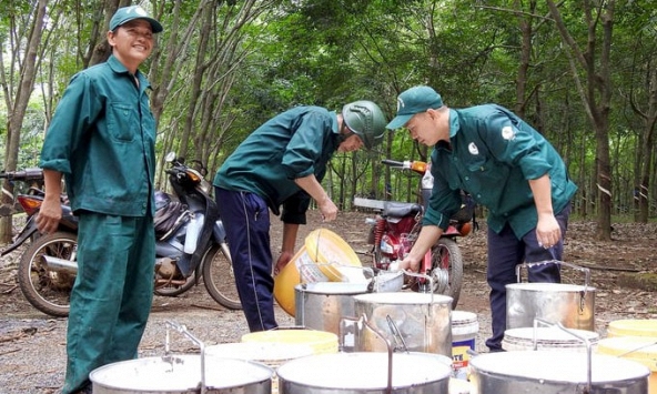 Giá cao su hôm nay 12/4: Tăng trên sàn Nhật Bản