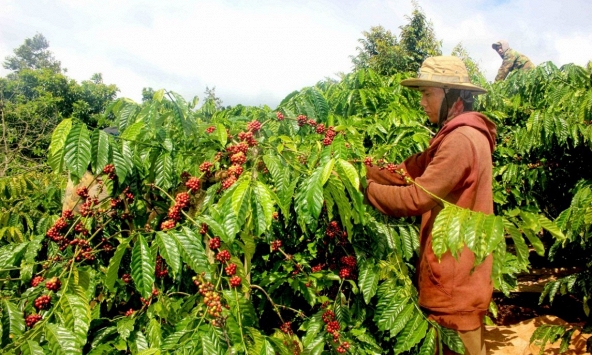 Giá cà phê hôm nay 13/4: Cao nhất 110.000 đồng/kg