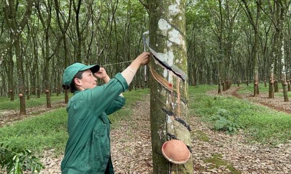 Giá cao su hôm nay 13/4: Xu hướng giảm