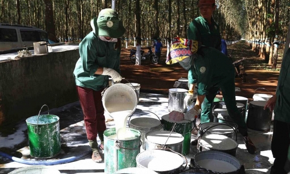 Giá cao su hôm nay 15/4: Biến động trái chiều