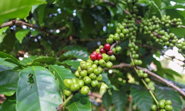 Giá cà phê hôm nay 15/4: Tiếp đà tăng mạnh