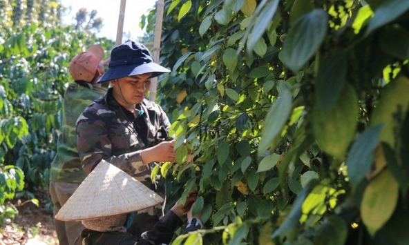 Giá tiêu hôm nay 16/4: Dao động từ 89.000 - 89.500 đồng/kg