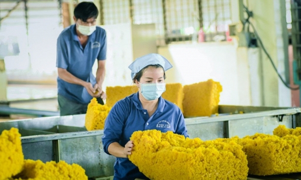 Giá cao su hôm nay 16/4: Đồng loạt giảm