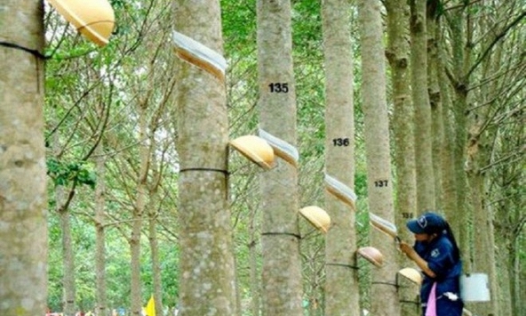 Giá cao su hôm nay 17/4: Tiếp đà giảm