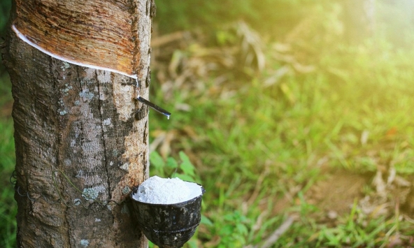 Giá cao su hôm nay 19/4: Giảm trên sàn Thượng Hải