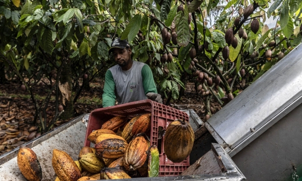 Ngành chocolate bên bờ khủng hoảng khi giá ca cao tăng gấp đôi từ đầu năm