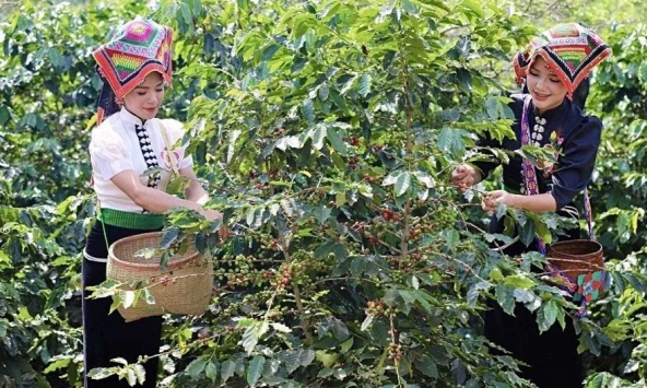 Giá cà phê hôm nay 19/4: Trở lại ngưỡng 120.000 đ/kg