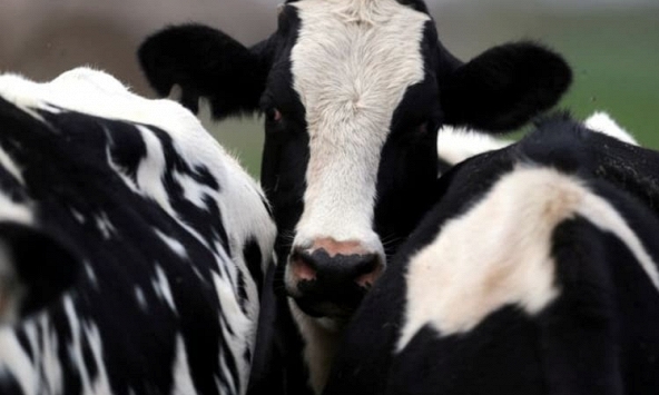 WHO thông báo phát hiện virus cúm gia cầm H5N1 trong sữa