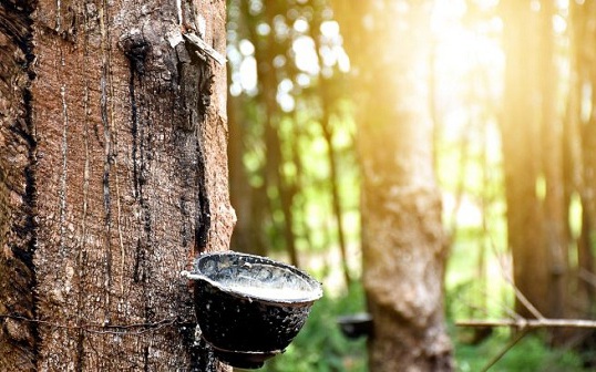 Giá cao su hôm nay 20/4: Biến động trái chiều