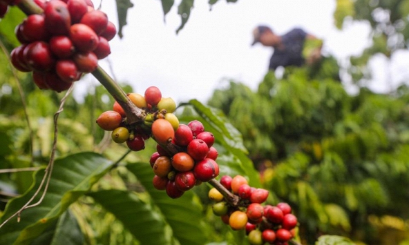 Giá cà phê hôm nay 22/4: Cao nhất 124.000 đồng/kg