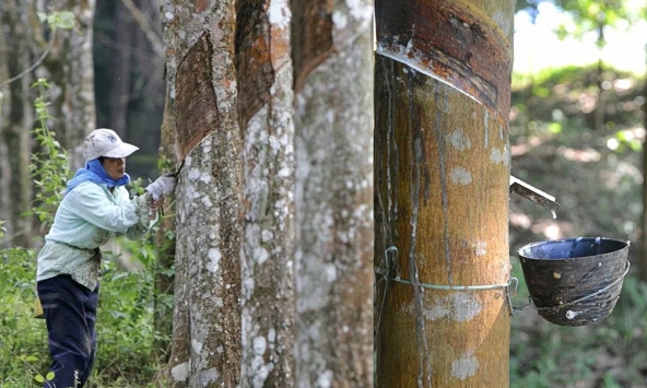 Giá cao su hôm nay 22/4: Đồng loạt giảm