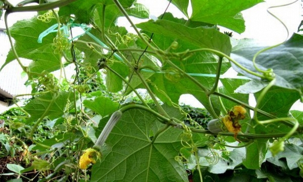 Lá mướp - vị thuốc quý cực tốt nhưng ít người biết