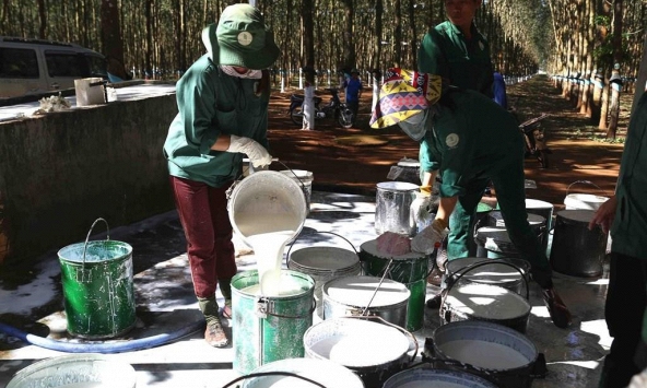 Giá cao su hôm nay 24/4: Đồng loạt giảm