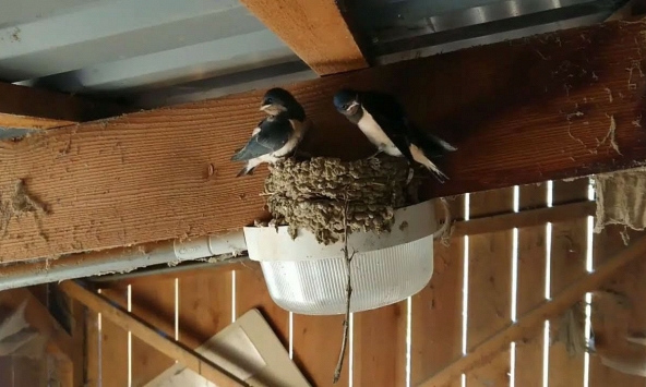 5 dấu hiệu cho thấy ngôi nhà có phong thủy cực tốt