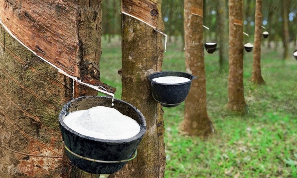 Giá cao su hôm nay 26/4: Đồng loạt giảm