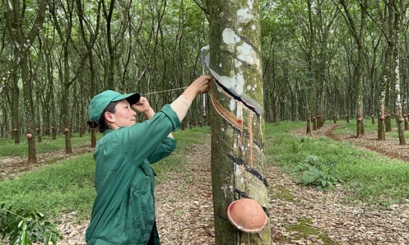 Gia cao su hôm nay 27/4: Tăng nhẹ