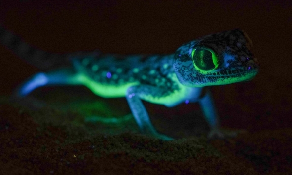 Các nhà khoa học choáng váng trước sự phát sáng của tắc kè trong bóng tối