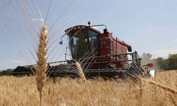 Giá lúa mì giảm từ mức cao nhất trong 4 tháng do thời tiết bất lợi đe dọa nguồn cung