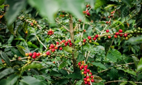 Giá cà phê hôm nay 3/5: Giảm mạnh