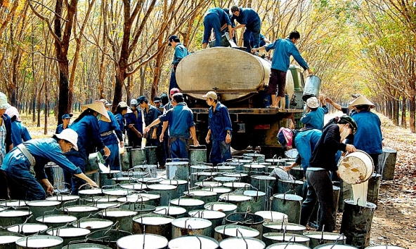 Giá cao su hôm nay 4/5: Không có nhiều biến động