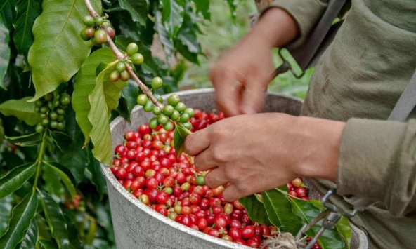 Giá cà phê hôm nay 4/5: Giảm về mức 110.100 đồng/kg