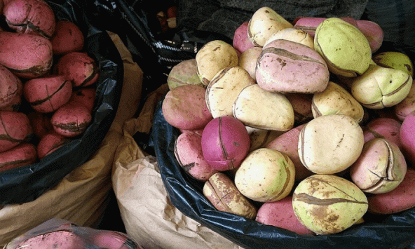 Hạt cola có nhiều công dụng nhưng nhiều người chưa biết