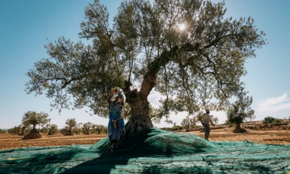 Thời điểm khó khăn cực độ của nhà sản xuất ô liu lớn nhất thế giới