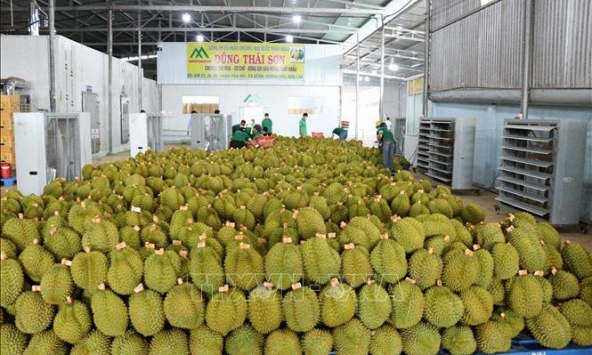 Sầu riêng Việt Nam xuất khẩu sang thị trường Trung Quốc tăng mạnh
