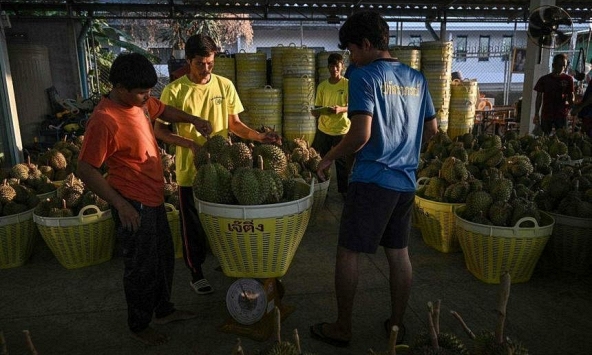 Nông dân trồng sầu riêng Thái Lan áp lực trước mùa khô hạn