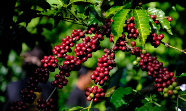 Bong bóng vỡ, giá cà phê đi đâu?