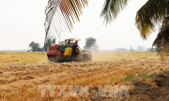 Xây dựng chiến lược đẩy mạnh xuất khẩu gạo