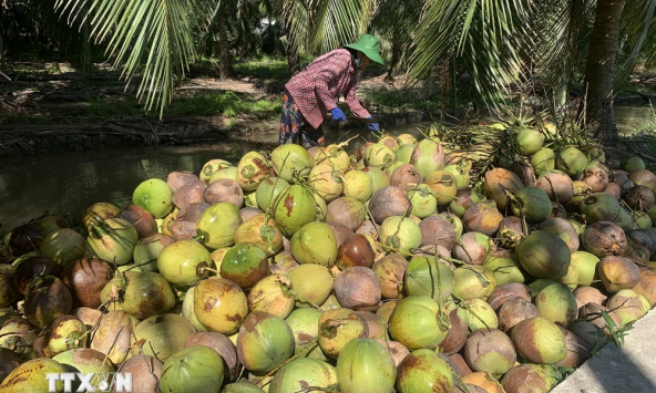 Nắng nóng kéo dài, giá dừa tươi tăng gần gấp 3 lần