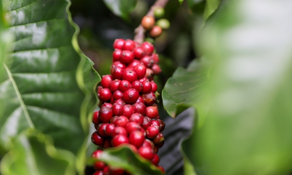 Giá cà phê dự báo tăng trở lại sau 2 tuần giảm mạnh