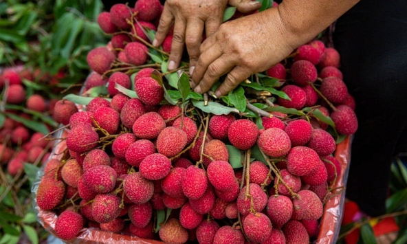 Nông dân Trung Quốc mất mùa vải thiều hàng tỷ USD