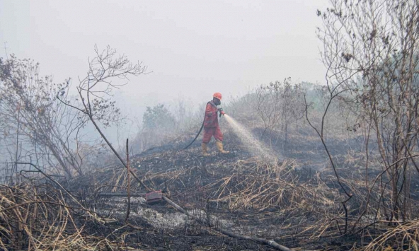 Doanh nghiệp phải đảm bảo tương lai 'tích cực cho rừng' của Đông Nam Á
