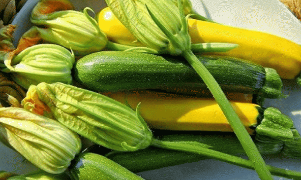 Lợi ích tuyệt vời của bí ngòi ít người biết