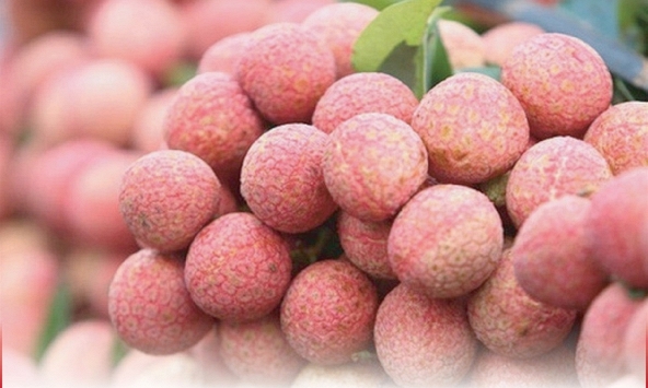 Bắc Giang bắt đầu thu hoạch vải thiều sớm