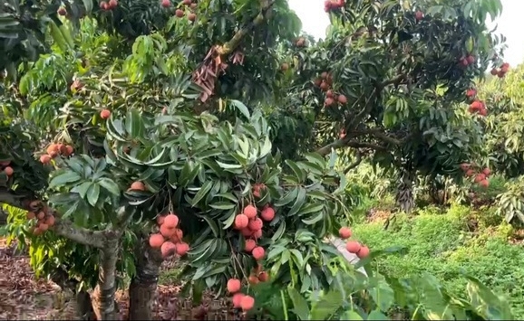 Bắc Giang đã tiêu thụ được hơn 11.400 tấn vải thiều