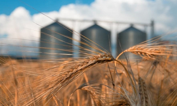 Chiến sự Ukraina đã làm thay đổi thương mại ngũ cốc toàn cầu