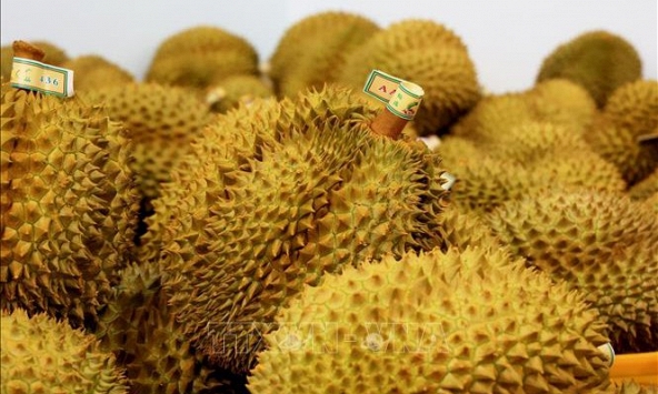 Quản lý hiệu quả chất lượng, nâng cao giá trị sầu riêng xuất khẩu